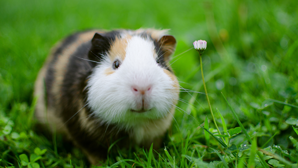 How green is your Guinea Pig?